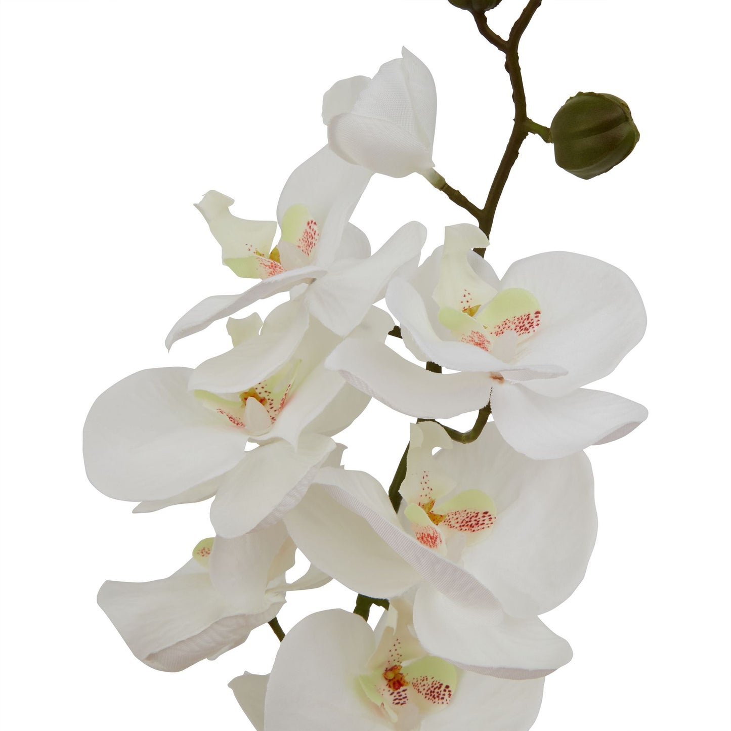 Large White Butterfly Orchid Stem