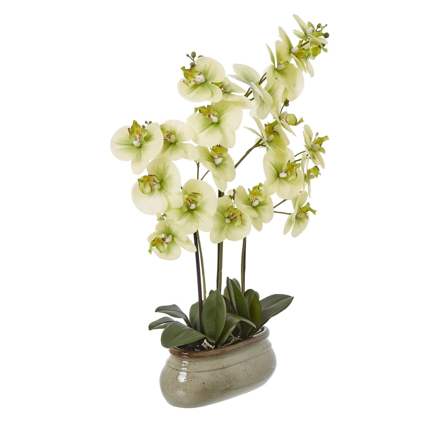 Large Green Orchid In Ceramic Pot