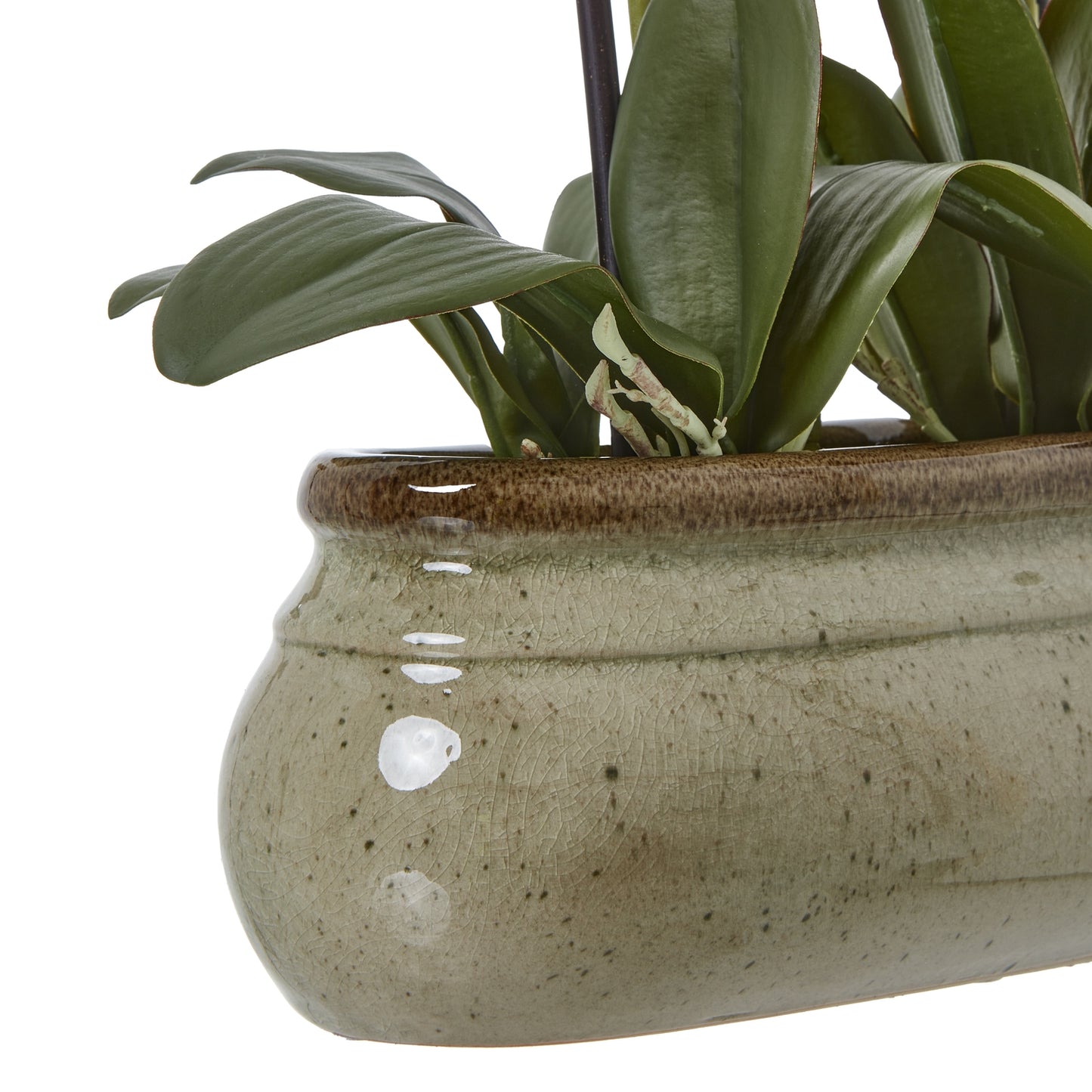 Large Green Orchid In Ceramic Pot