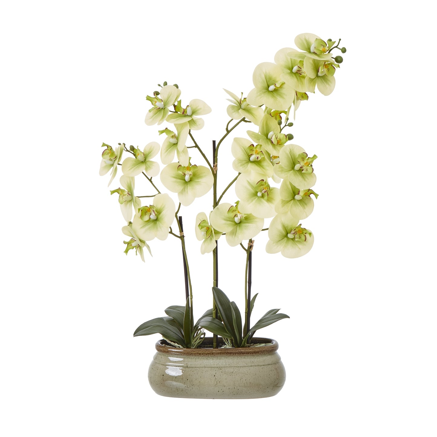 Large Green Orchid In Ceramic Pot