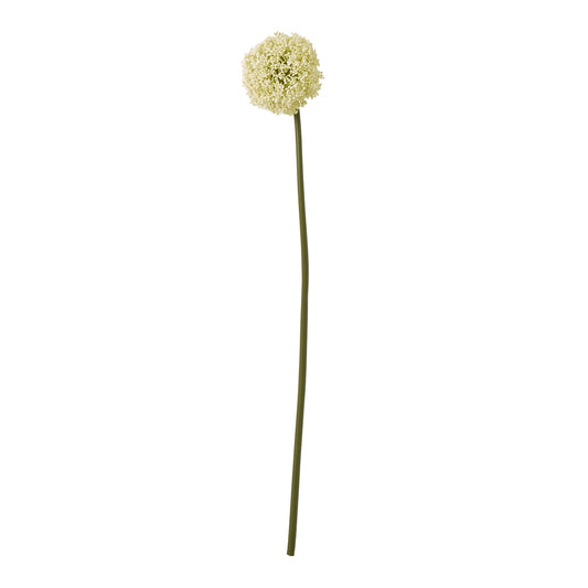 Cream Allium Stem