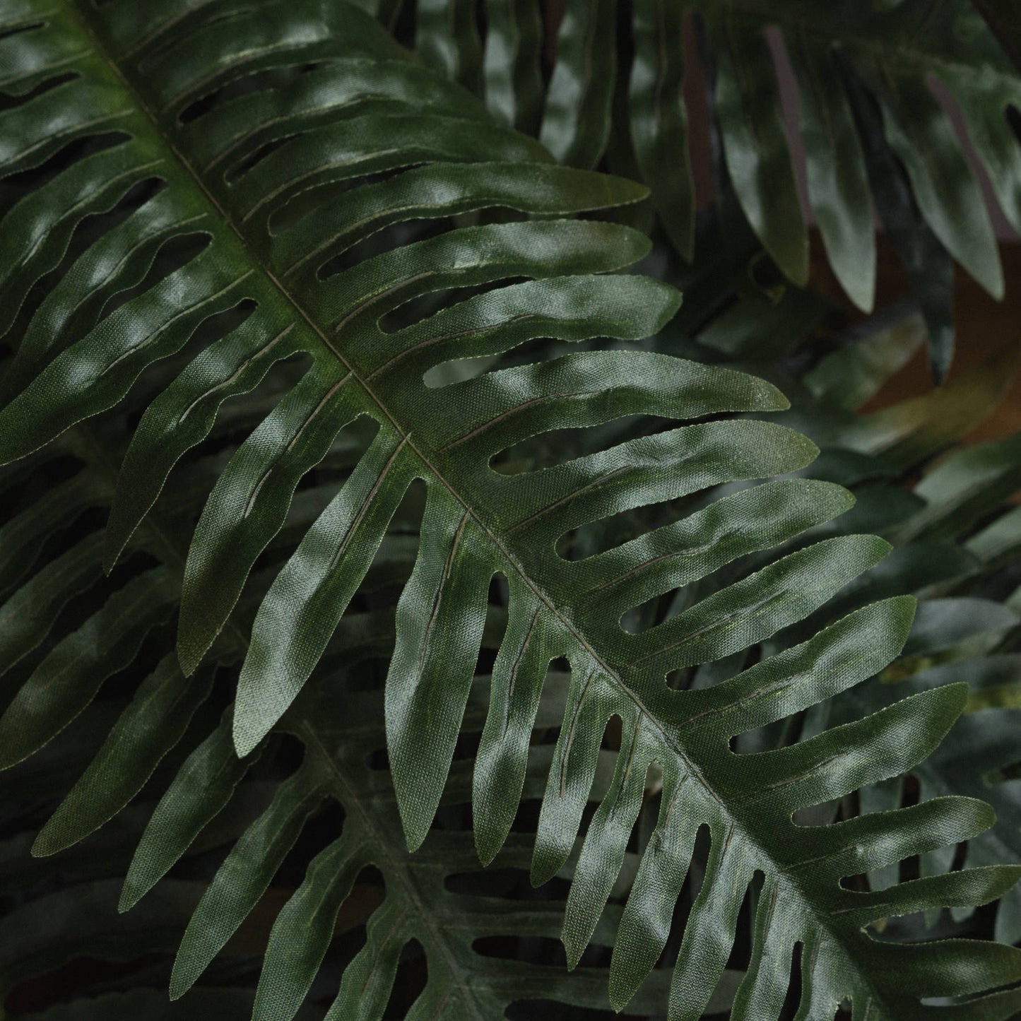 Fern Bunch