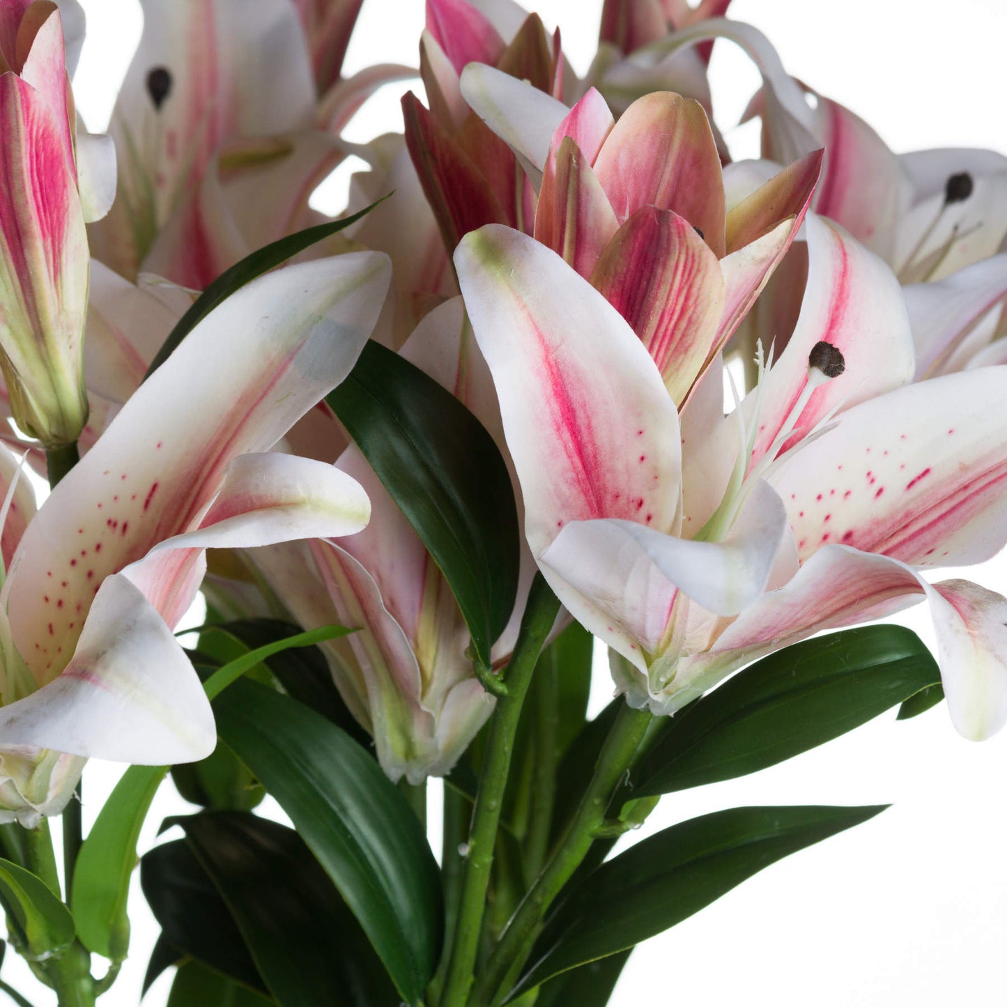 Stargazer Lily