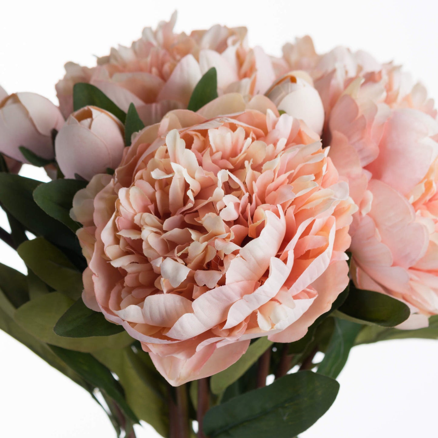 Peach Peony Rose