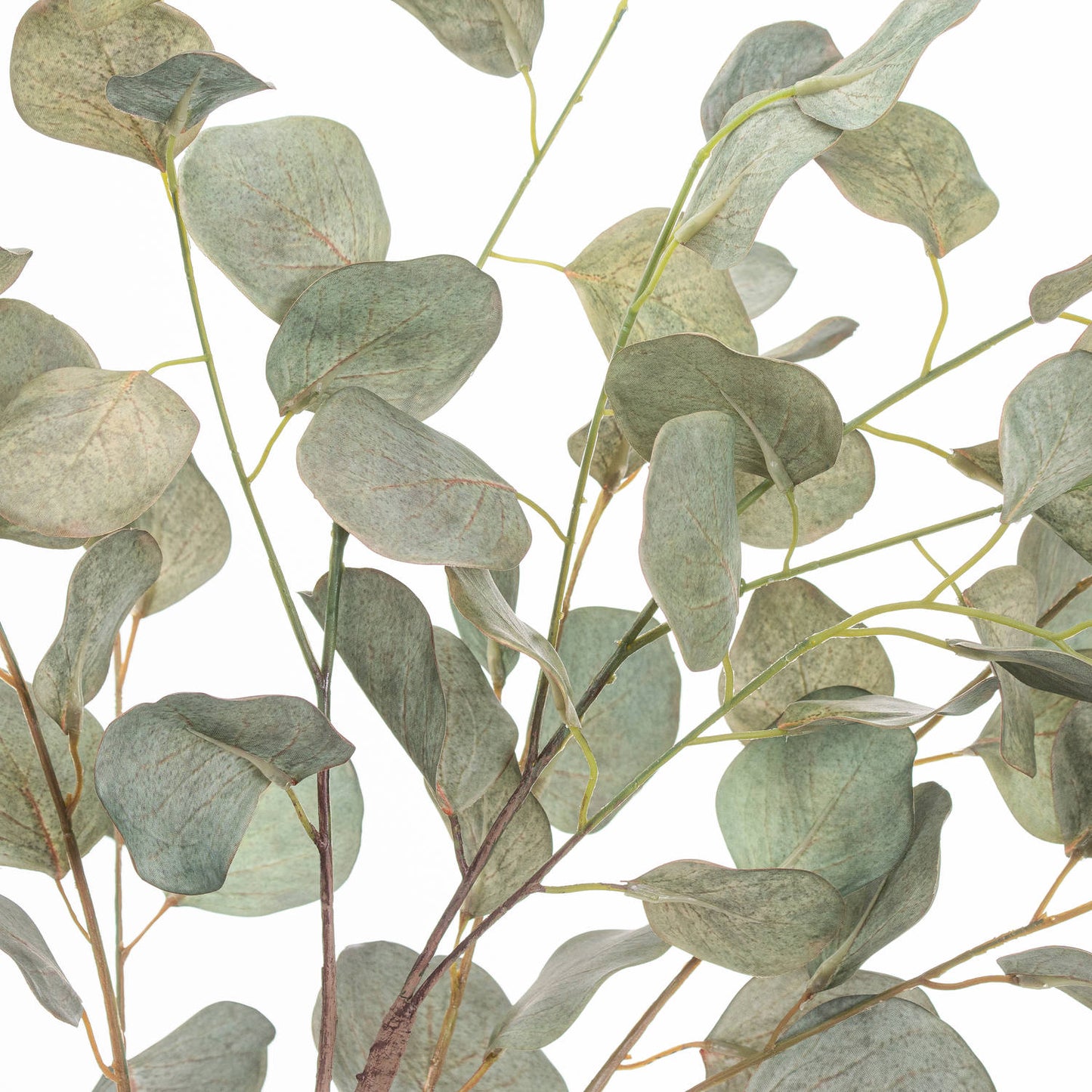 Eucalyptus Tree In Metallic Pot