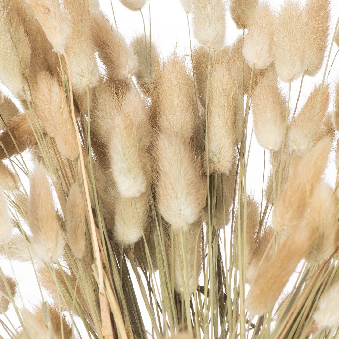 Dried Natural Bunny Tail Bunch Of 40