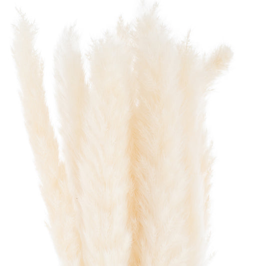 Mini White Pampas Grass Bunch Of 15