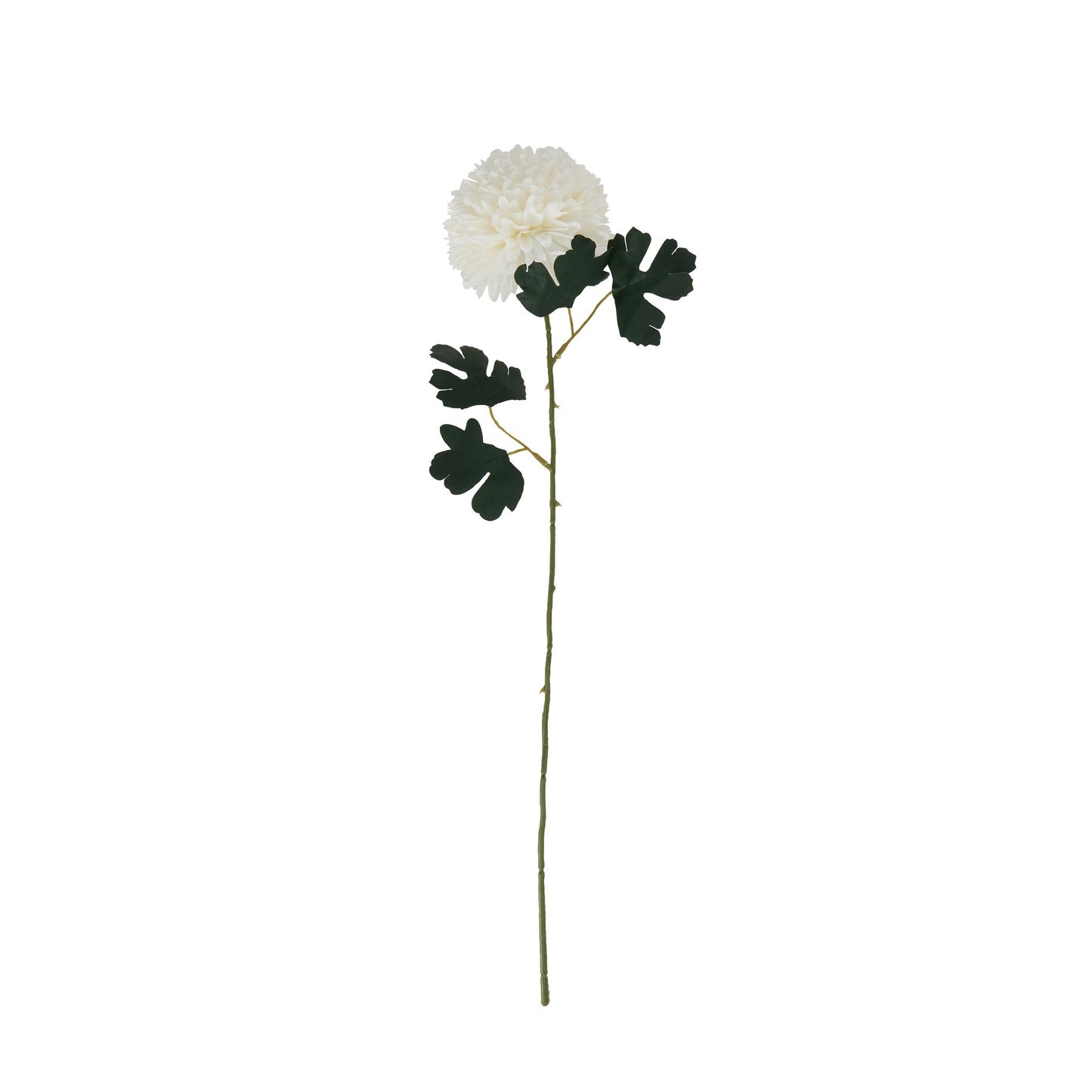 White Chrysanthemum Stem